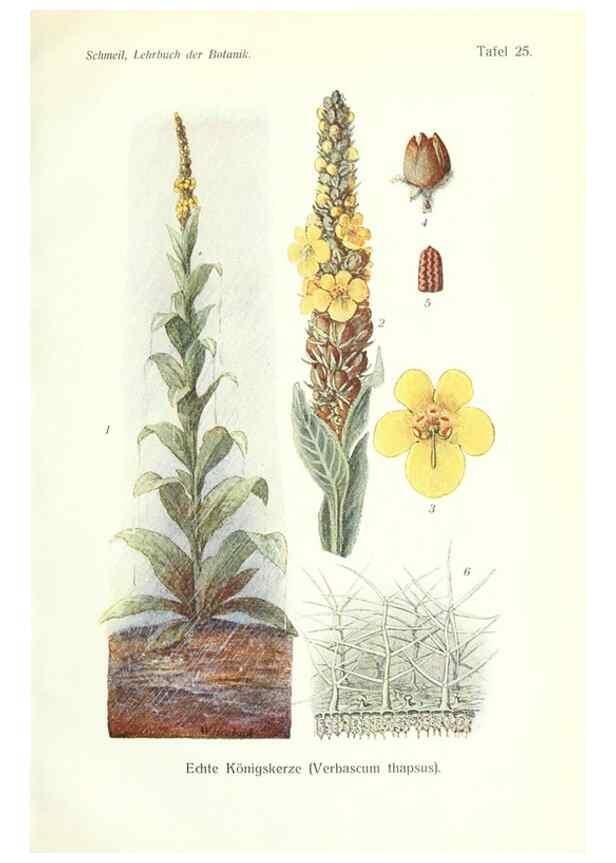 Reproducción/Reproduction 8071705348: Lehrbuch der Botanik;. LeipzigQuelle & Meyer1911
