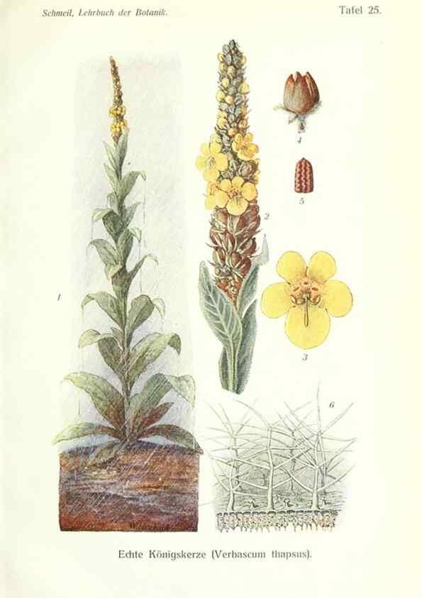 Reproducción/Reproduction 8071705348: Lehrbuch der Botanik;. LeipzigQuelle & Meyer1911