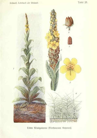 Reproducción/Reproduction 8071705348: Lehrbuch der Botanik;. LeipzigQuelle & Meyer1911