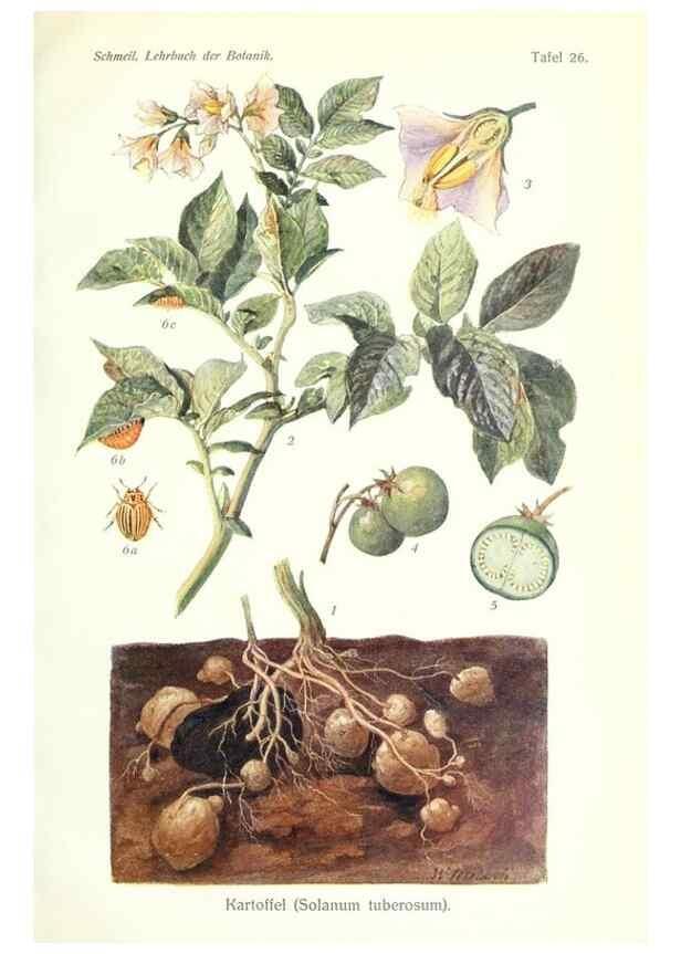 Reproducción/Reproduction 8071712271: Lehrbuch der Botanik;. LeipzigQuelle & Meyer1911