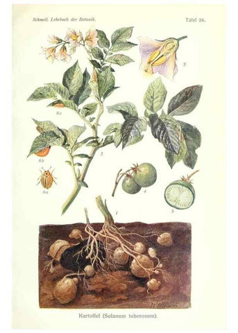 Reproducción/Reproduction 8071712271: Lehrbuch der Botanik;. LeipzigQuelle & Meyer1911