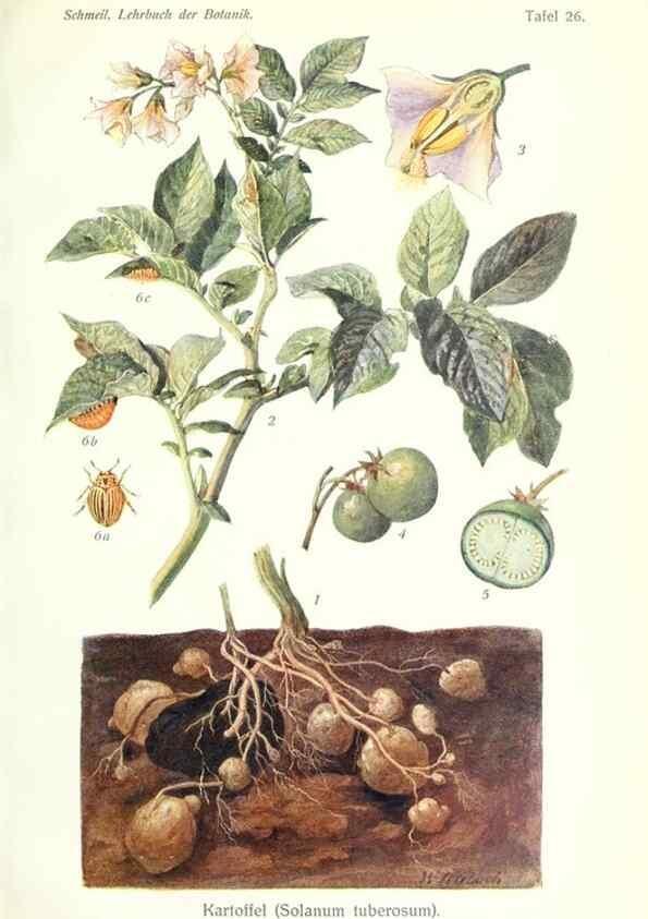Reproducción/Reproduction 8071712271: Lehrbuch der Botanik;. LeipzigQuelle & Meyer1911