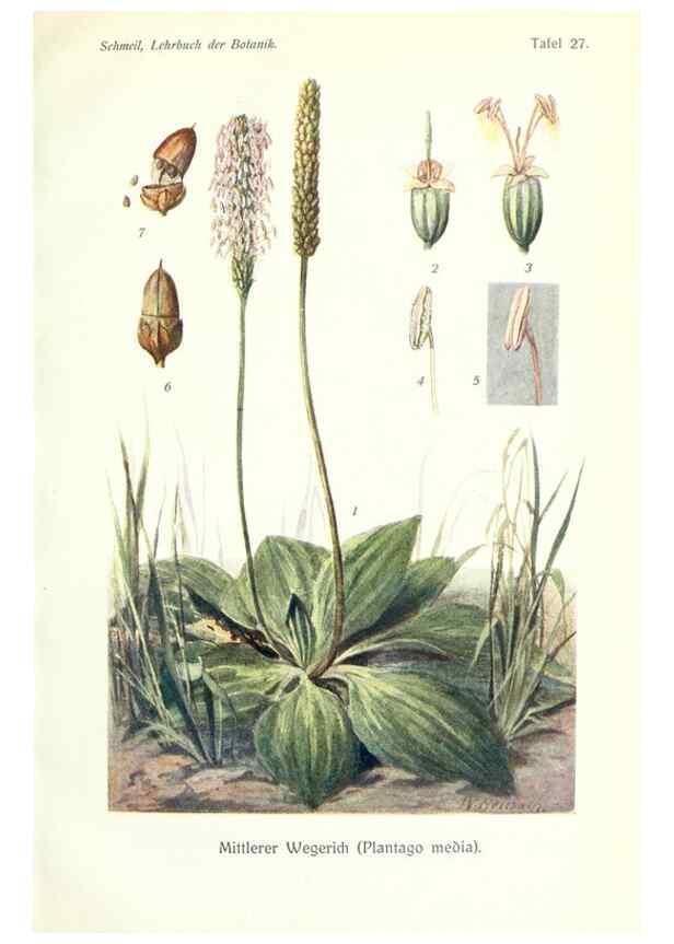 Reproducción/Reproduction 8071713281: Lehrbuch der Botanik;. LeipzigQuelle & Meyer1911
