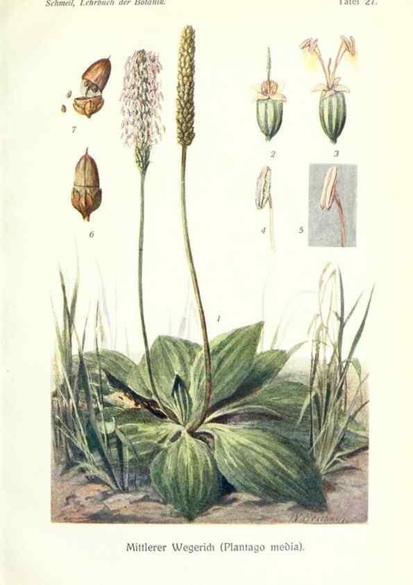 Reproducción/Reproduction 8071713281: Lehrbuch der Botanik;. LeipzigQuelle & Meyer1911