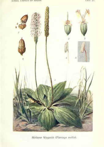 Reproducción/Reproduction 8071713281: Lehrbuch der Botanik;. LeipzigQuelle & Meyer1911