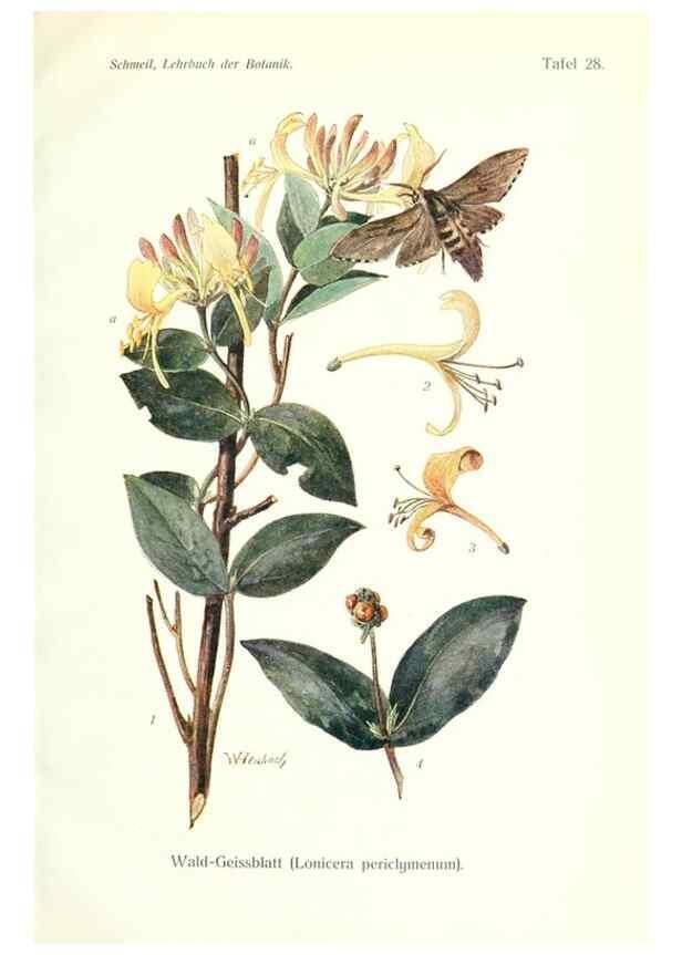 Reproducción/Reproduction 8071708016: Lehrbuch der Botanik;. LeipzigQuelle & Meyer1911
