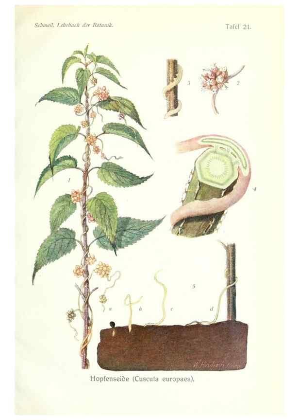 Reproducción/Reproduction 8071701896: Lehrbuch der Botanik;. LeipzigQuelle & Meyer1911