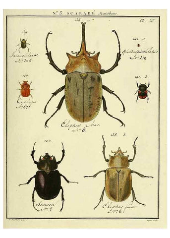 Reproducción/Reproduction 8112657240: Entomologie, ou, Histoire naturelle des insectes :. A Paris :De l'Imprimerie de Baudoin,1789-1808.