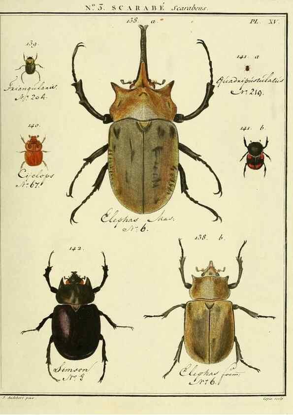 Reproducción/Reproduction 8112657240: Entomologie, ou, Histoire naturelle des insectes :. A Paris :De l'Imprimerie de Baudoin,1789-1808.