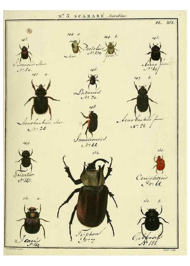 Reproducción/Reproduction 8112648141: Entomologie, ou, Histoire naturelle des insectes :. A Paris :De l'Imprimerie de Baudoin,1789-1808.