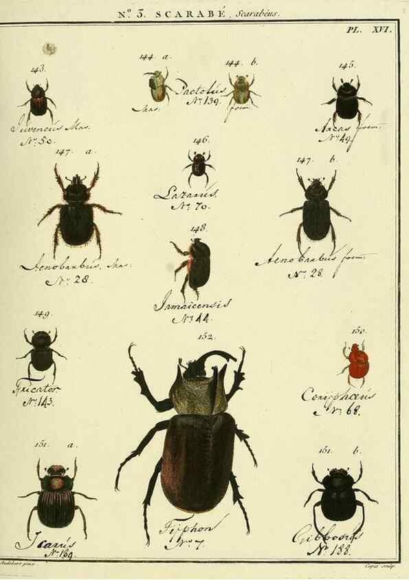 Reproducción/Reproduction 8112648141: Entomologie, ou, Histoire naturelle des insectes :. A Paris :De l'Imprimerie de Baudoin,1789-1808.