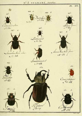 Reproducción/Reproduction 8112648141: Entomologie, ou, Histoire naturelle des insectes :. A Paris :De l'Imprimerie de Baudoin,1789-1808.