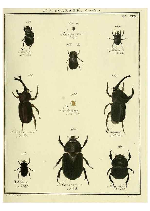 Reproducción/Reproduction 8112658226: Entomologie, ou, Histoire naturelle des insectes :. A Paris :De l'Imprimerie de Baudoin,1789-1808.