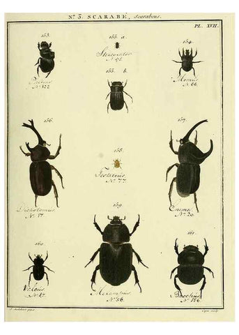 Reproducción/Reproduction 8112658226: Entomologie, ou, Histoire naturelle des insectes :. A Paris :De l'Imprimerie de Baudoin,1789-1808.