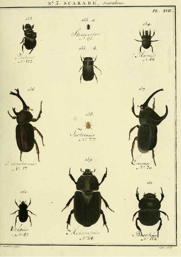 Reproducción/Reproduction 8112658226: Entomologie, ou, Histoire naturelle des insectes :. A Paris :De l'Imprimerie de Baudoin,1789-1808.