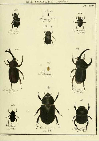 Reproducción/Reproduction 8112658226: Entomologie, ou, Histoire naturelle des insectes :. A Paris :De l'Imprimerie de Baudoin,1789-1808.
