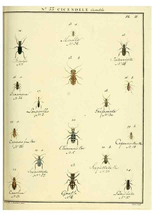 Reproducción/Reproduction 8112701882: Entomologie, ou, Histoire naturelle des insectes :. A Paris :De l'Imprimerie de Baudoin,1789-1808.