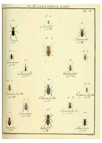 Reproducción/Reproduction 8112701882: Entomologie, ou, Histoire naturelle des insectes :. A Paris :De l'Imprimerie de Baudoin,1789-1808.