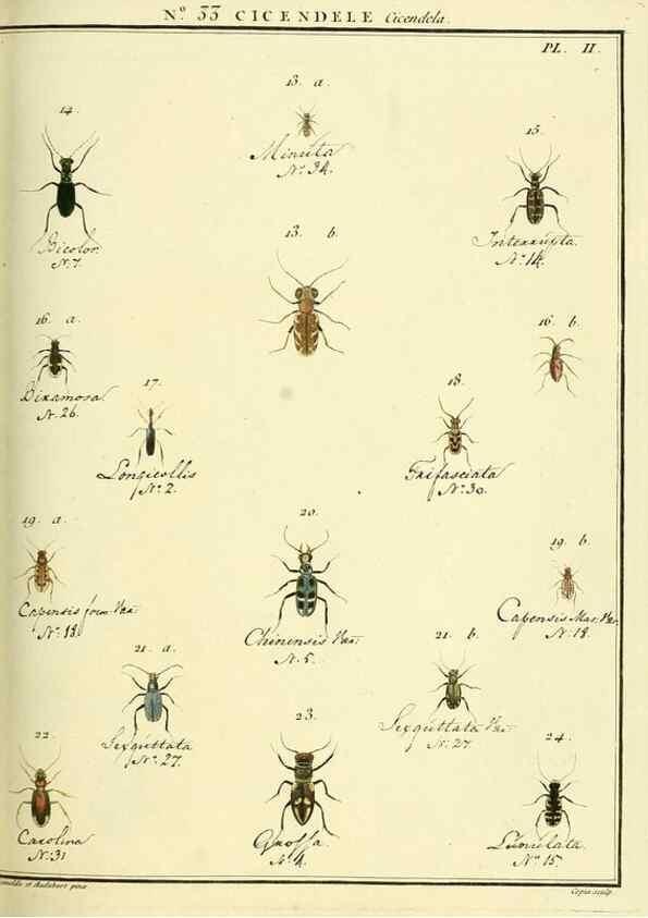 Reproducción/Reproduction 8112701882: Entomologie, ou, Histoire naturelle des insectes :. A Paris :De l'Imprimerie de Baudoin,1789-1808.