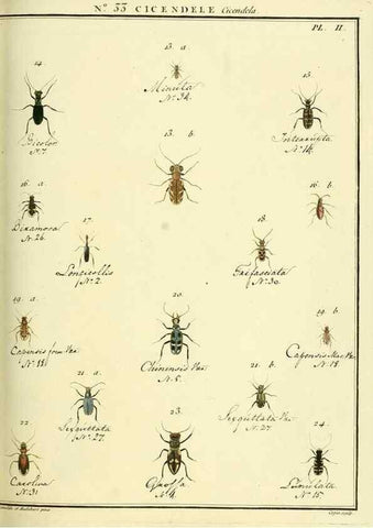 Reproducción/Reproduction 8112701882: Entomologie, ou, Histoire naturelle des insectes :. A Paris :De l'Imprimerie de Baudoin,1789-1808.