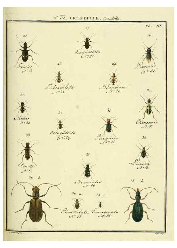 Reproducción/Reproduction 8112692977: Entomologie, ou, Histoire naturelle des insectes :. A Paris :De l'Imprimerie de Baudoin,1789-1808.
