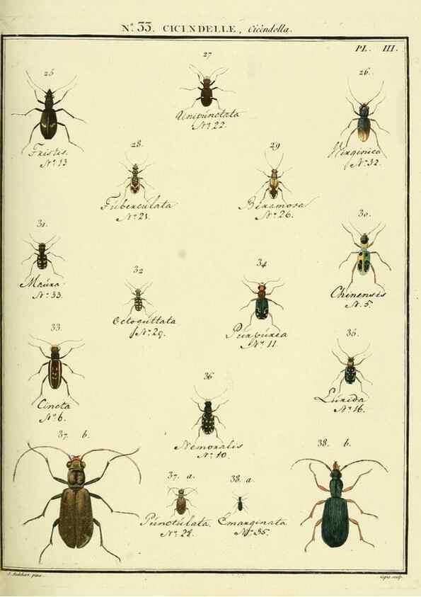 Reproducción/Reproduction 8112692977: Entomologie, ou, Histoire naturelle des insectes :. A Paris :De l'Imprimerie de Baudoin,1789-1808.
