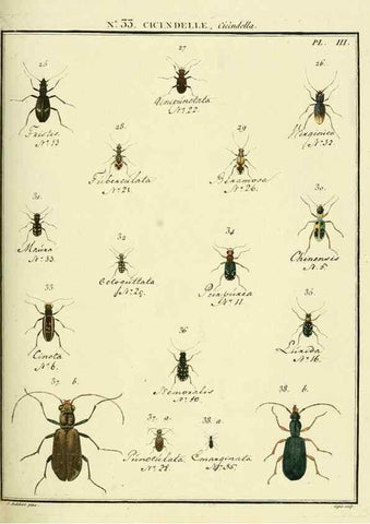 Reproducción/Reproduction 8112692977: Entomologie, ou, Histoire naturelle des insectes :. A Paris :De l'Imprimerie de Baudoin,1789-1808.