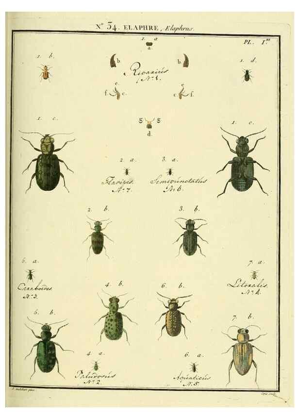 Reproducción/Reproduction 8112702722: Entomologie, ou, Histoire naturelle des insectes :. A Paris :De l'Imprimerie de Baudoin,1789-1808.