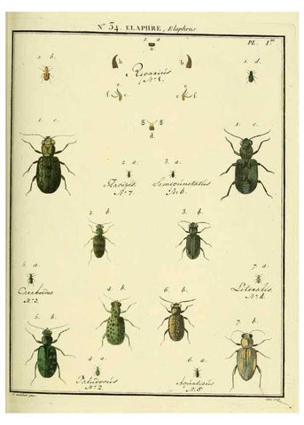 Reproducción/Reproduction 8112702722: Entomologie, ou, Histoire naturelle des insectes :. A Paris :De l'Imprimerie de Baudoin,1789-1808.