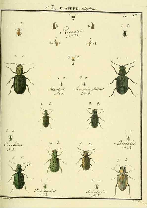 Reproducción/Reproduction 8112702722: Entomologie, ou, Histoire naturelle des insectes :. A Paris :De l'Imprimerie de Baudoin,1789-1808.