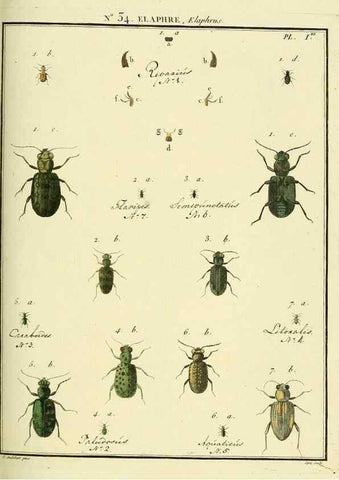 Reproducción/Reproduction 8112702722: Entomologie, ou, Histoire naturelle des insectes :. A Paris :De l'Imprimerie de Baudoin,1789-1808.