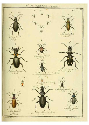 Reproducción/Reproduction 8112703062: Entomologie, ou, Histoire naturelle des insectes :. A Paris :De l'Imprimerie de Baudoin,1789-1808.