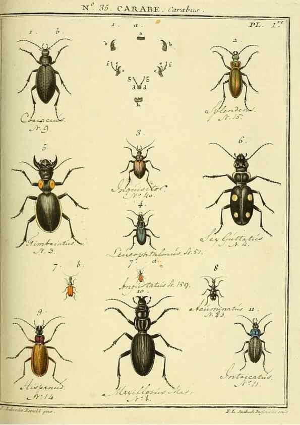 Reproducción/Reproduction 8112703062: Entomologie, ou, Histoire naturelle des insectes :. A Paris :De l'Imprimerie de Baudoin,1789-1808.