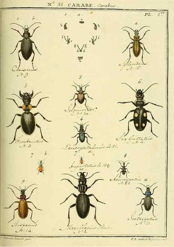Reproducción/Reproduction 8112703062: Entomologie, ou, Histoire naturelle des insectes :. A Paris :De l'Imprimerie de Baudoin,1789-1808.