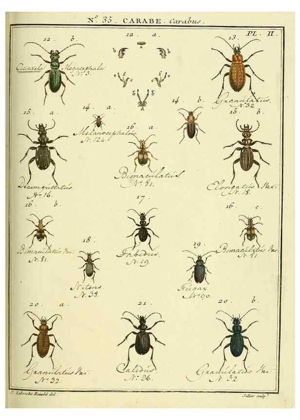 Reproducción/Reproduction 8112694287: Entomologie, ou, Histoire naturelle des insectes :. A Paris :De l'Imprimerie de Baudoin,1789-1808.