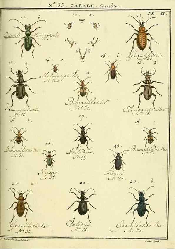 Reproducción/Reproduction 8112694287: Entomologie, ou, Histoire naturelle des insectes :. A Paris :De l'Imprimerie de Baudoin,1789-1808.