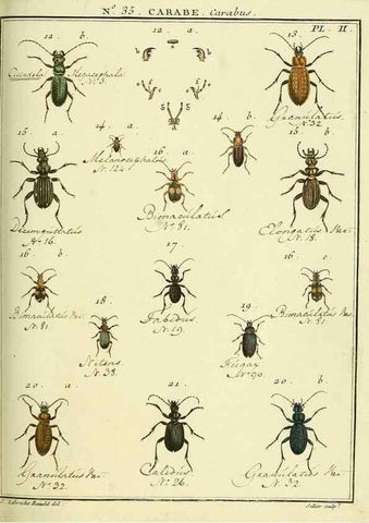 Reproducción/Reproduction 8112694287: Entomologie, ou, Histoire naturelle des insectes :. A Paris :De l'Imprimerie de Baudoin,1789-1808.