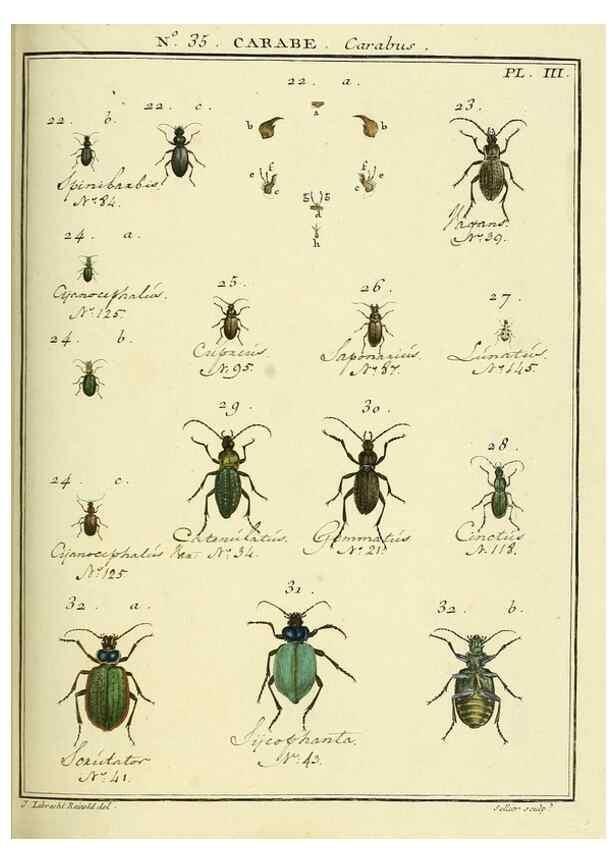 Reproducción/Reproduction 8112703924: Entomologie, ou, Histoire naturelle des insectes :. A Paris :De l'Imprimerie de Baudoin,1789-1808.
