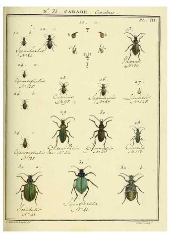 Reproducción/Reproduction 8112703924: Entomologie, ou, Histoire naturelle des insectes :. A Paris :De l'Imprimerie de Baudoin,1789-1808.