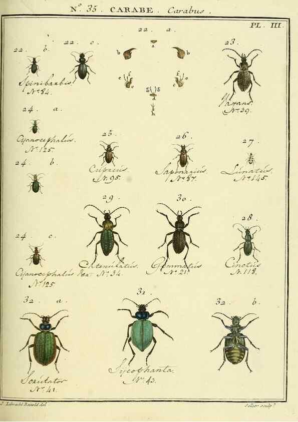 Reproducción/Reproduction 8112703924: Entomologie, ou, Histoire naturelle des insectes :. A Paris :De l'Imprimerie de Baudoin,1789-1808.