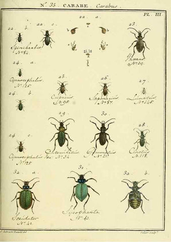 Reproducción/Reproduction 8112703924: Entomologie, ou, Histoire naturelle des insectes :. A Paris :De l'Imprimerie de Baudoin,1789-1808.
