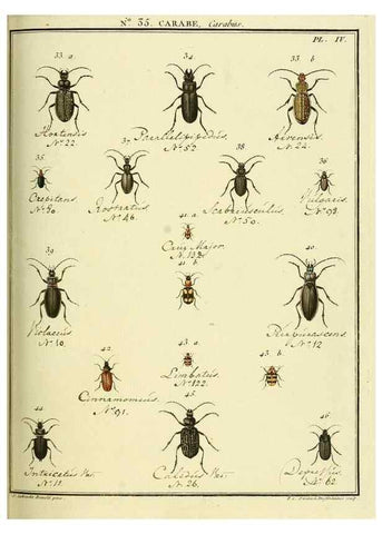 Reproducción/Reproduction 8112695035: Entomologie, ou, Histoire naturelle des insectes :. A Paris :De l'Imprimerie de Baudoin,1789-1808.