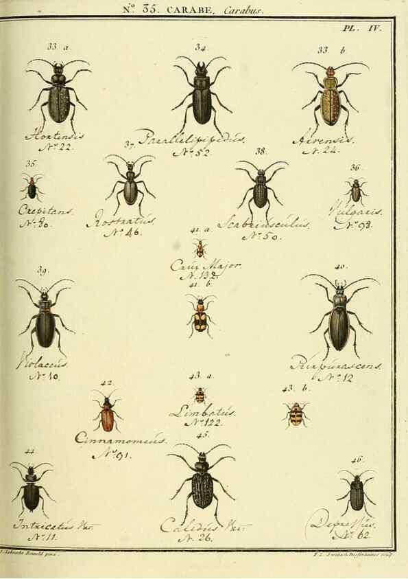 Reproducción/Reproduction 8112695035: Entomologie, ou, Histoire naturelle des insectes :. A Paris :De l'Imprimerie de Baudoin,1789-1808.