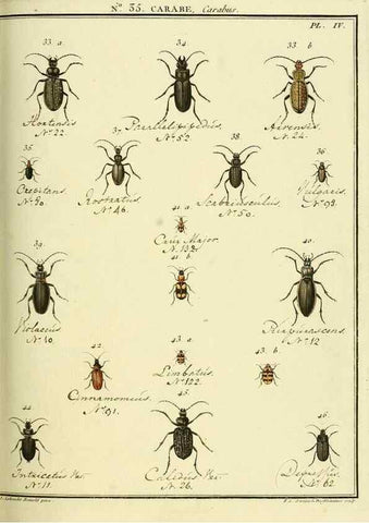 Reproducción/Reproduction 8112695035: Entomologie, ou, Histoire naturelle des insectes :. A Paris :De l'Imprimerie de Baudoin,1789-1808.