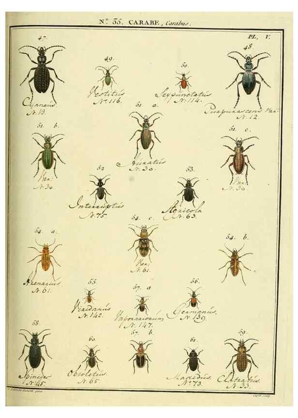 Reproducción/Reproduction 8112695459: Entomologie, ou, Histoire naturelle des insectes :. A Paris :De l'Imprimerie de Baudoin,1789-1808.