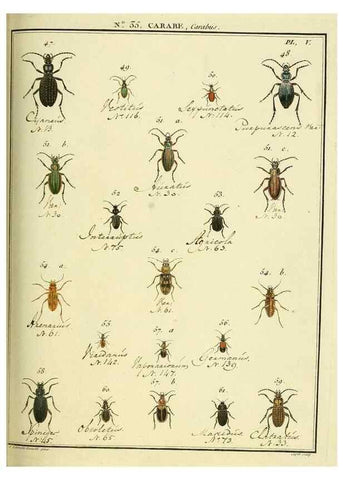 Reproducción/Reproduction 8112695459: Entomologie, ou, Histoire naturelle des insectes :. A Paris :De l'Imprimerie de Baudoin,1789-1808.