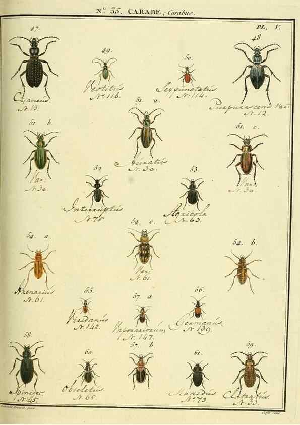 Reproducción/Reproduction 8112695459: Entomologie, ou, Histoire naturelle des insectes :. A Paris :De l'Imprimerie de Baudoin,1789-1808.