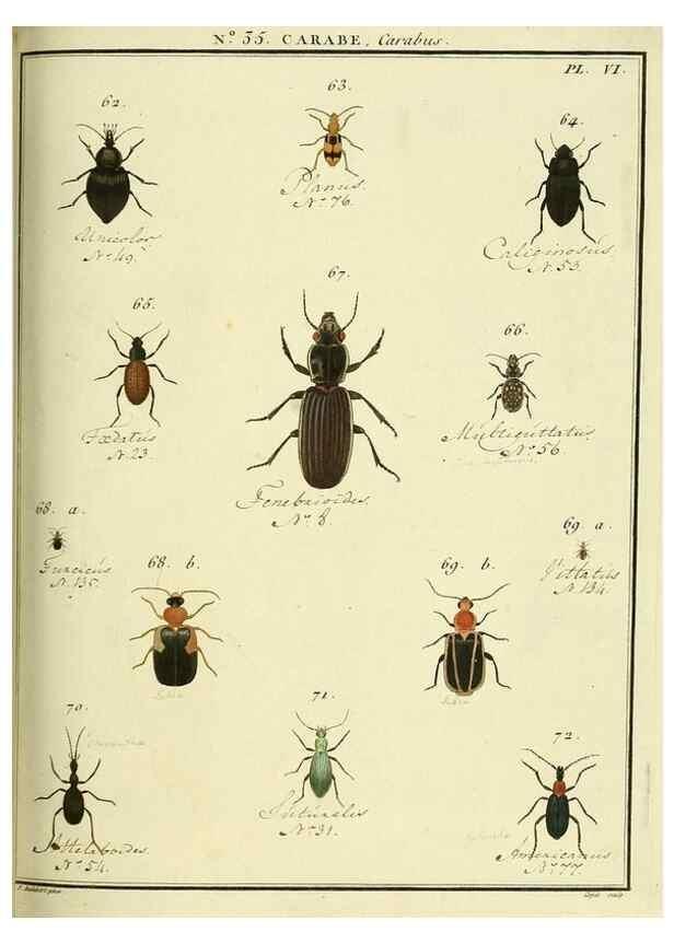 Reproducción/Reproduction 8112705300: Entomologie, ou, Histoire naturelle des insectes :. A Paris :De l'Imprimerie de Baudoin,1789-1808.
