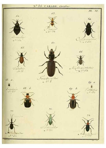 Reproducción/Reproduction 8112705300: Entomologie, ou, Histoire naturelle des insectes :. A Paris :De l'Imprimerie de Baudoin,1789-1808.