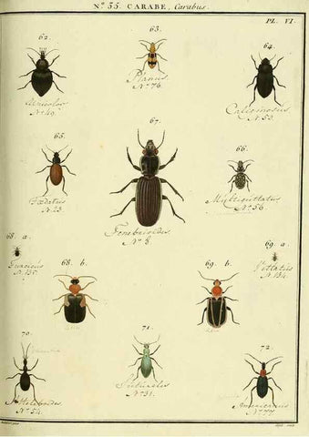 Reproducción/Reproduction 8112705300: Entomologie, ou, Histoire naturelle des insectes :. A Paris :De l'Imprimerie de Baudoin,1789-1808.